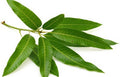 MANGO LEAVES FOR PUJA