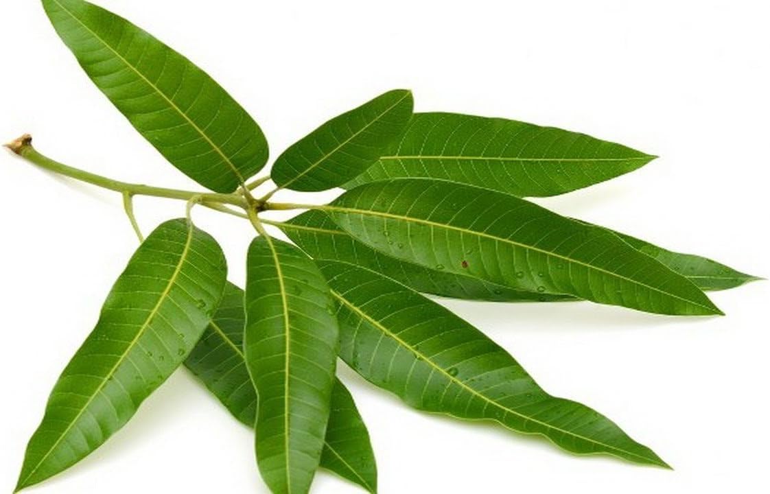 MANGO LEAVES FOR PUJA