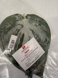 FRESH BETEL LEAVES 10 PCS PER PACK