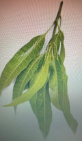 MANGO LEAVES BUNCH 10 PCS