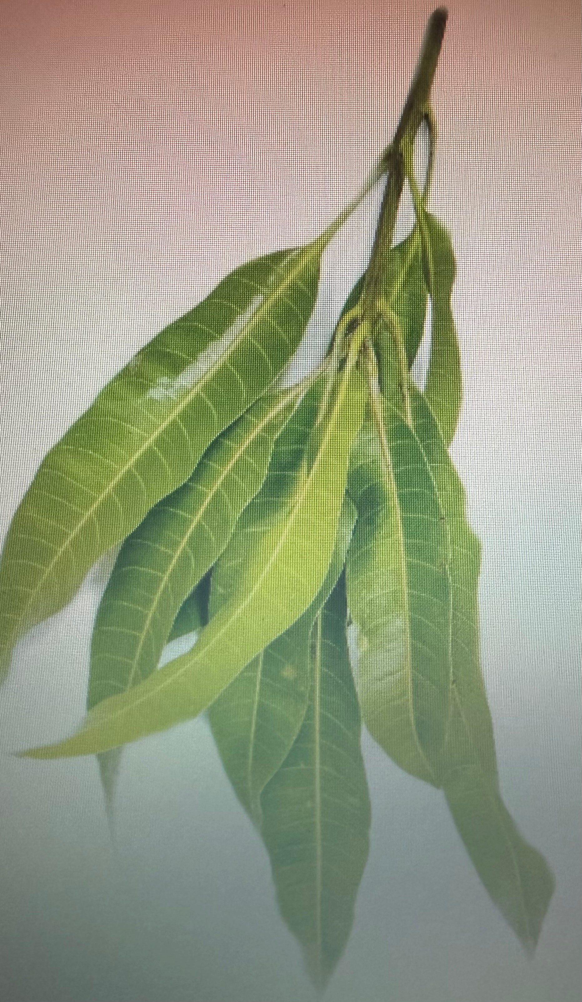 MANGO LEAVES BUNCH 10 PCS